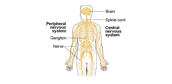 State Correct Answer For The Following Nervous System Flashcards